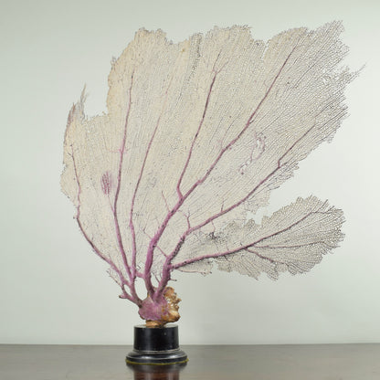 Fan Coral