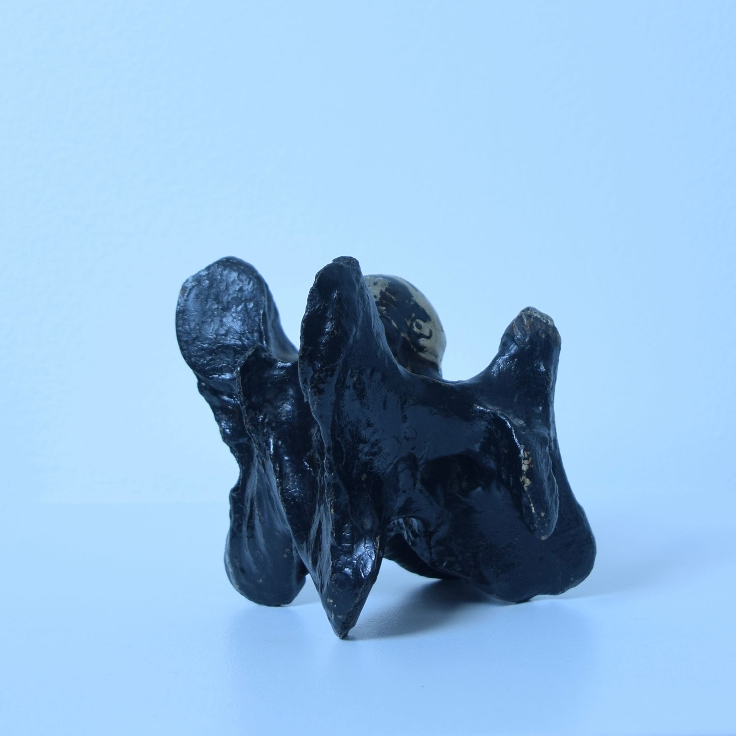 John Wesley horse/cow bone