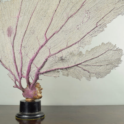 Fan Coral