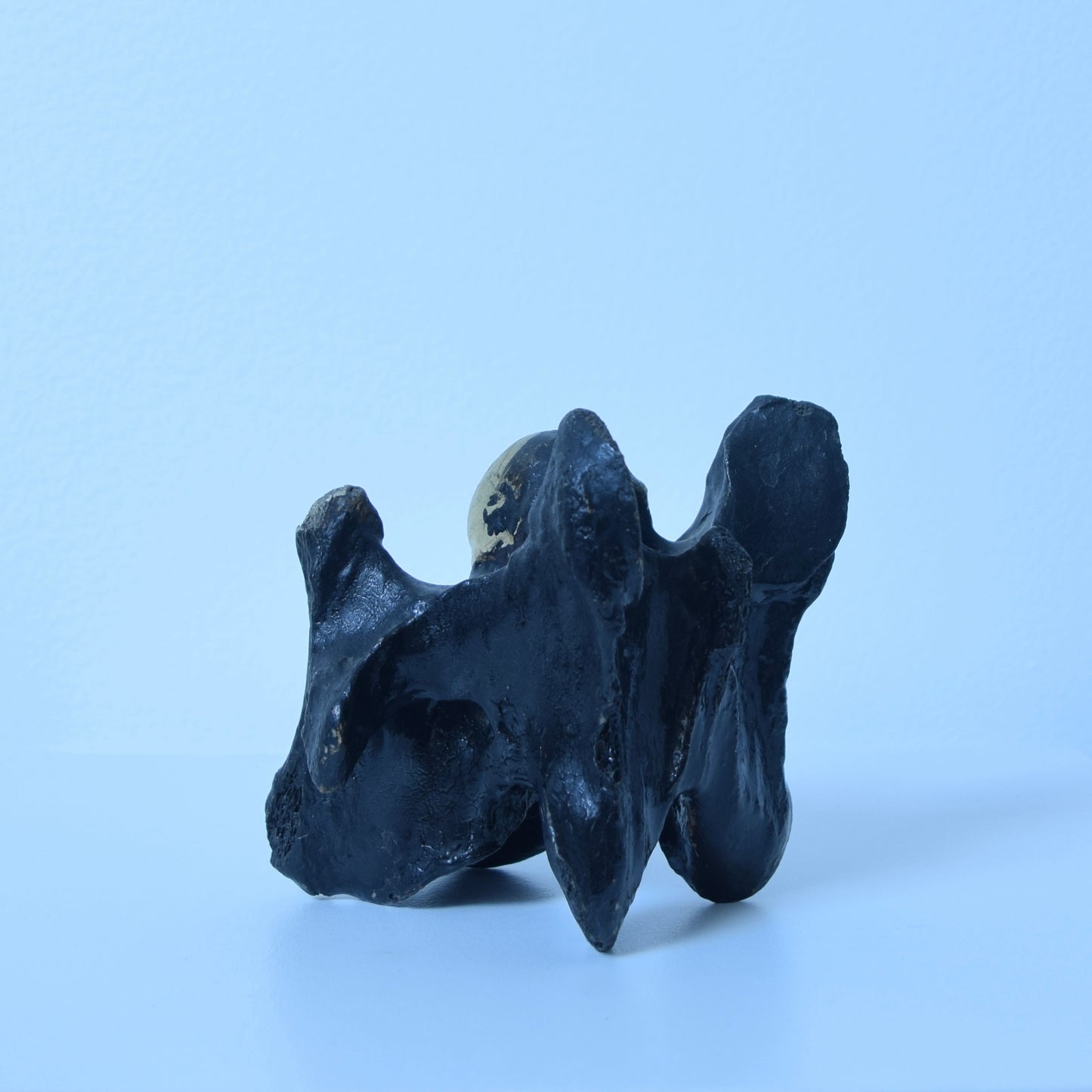 John Wesley horse/cow bone