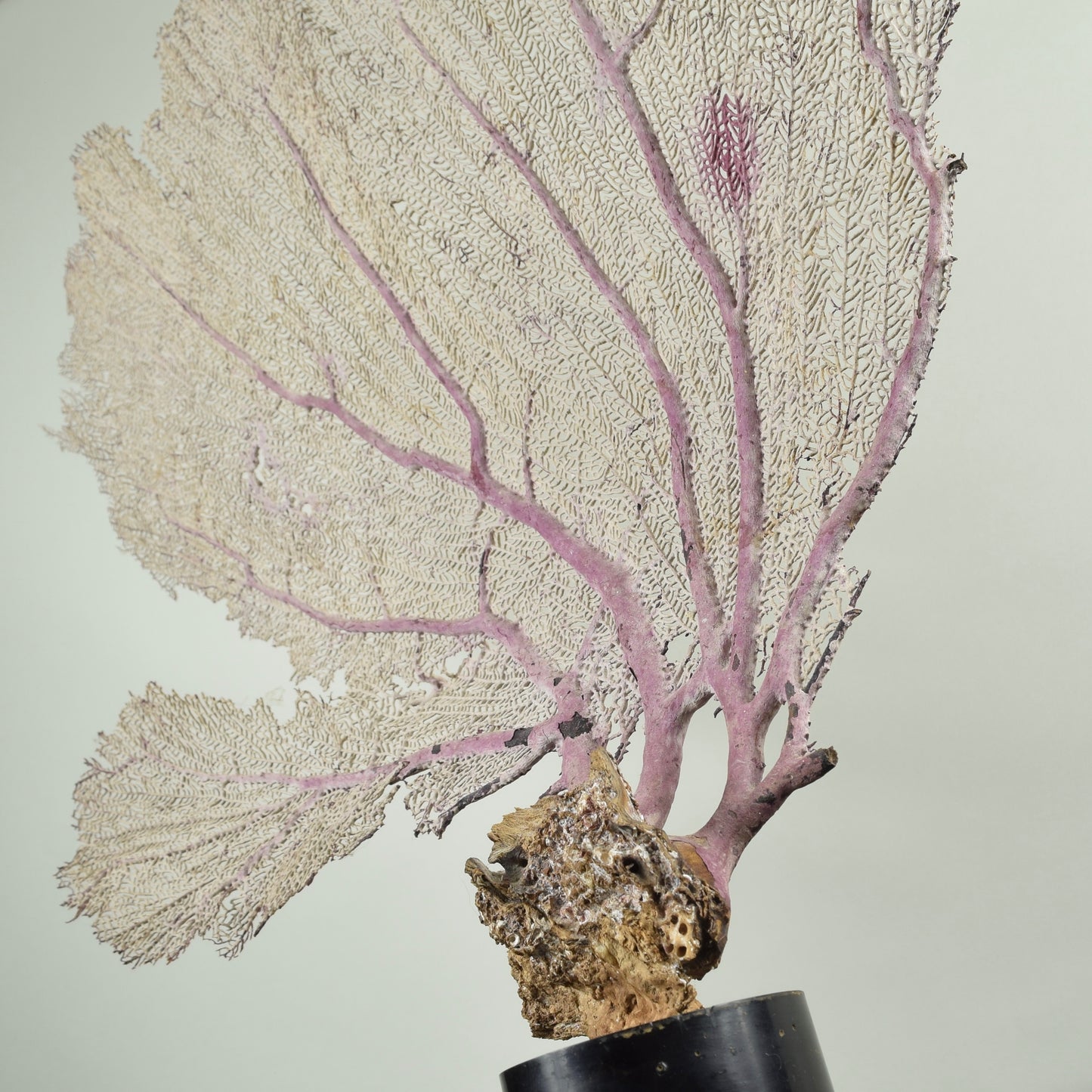 Fan Coral